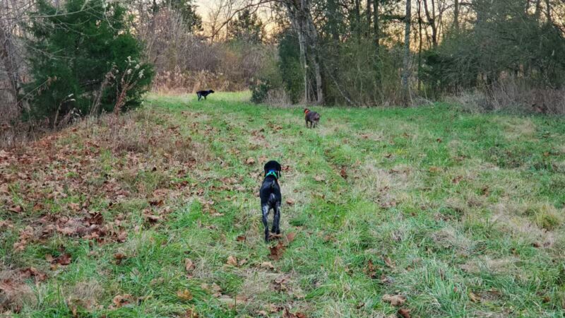 Craig Game Preserve - Fayetteville, TN