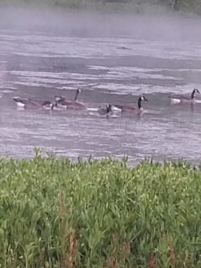 Don Davidson Park - Fayetteville, TN