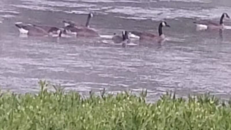 Don Davidson Park - Fayetteville, TN