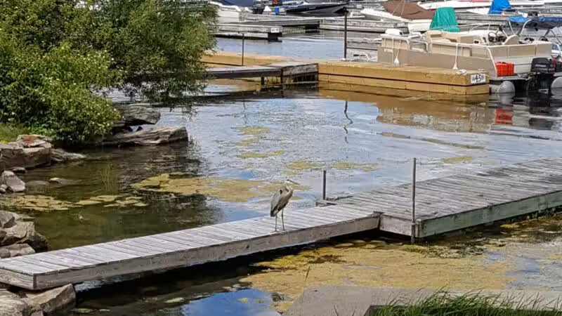 Shady Bay Park - Fishers Landing, NY
