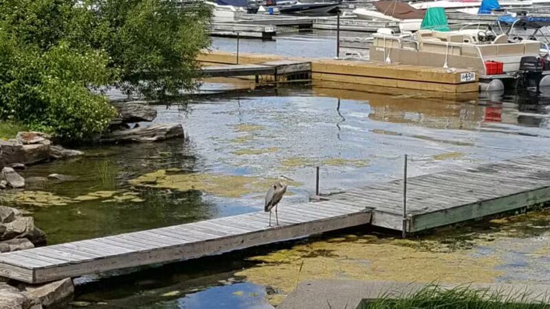 Shady Bay Park - Fishers Landing, NY