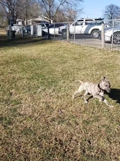 North Woof Community Dog Park - Florence, AL