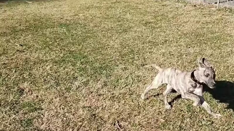 North Woof Community Dog Park - Florence, AL
