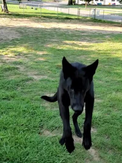 North Woof Community Dog Park - Florence, AL