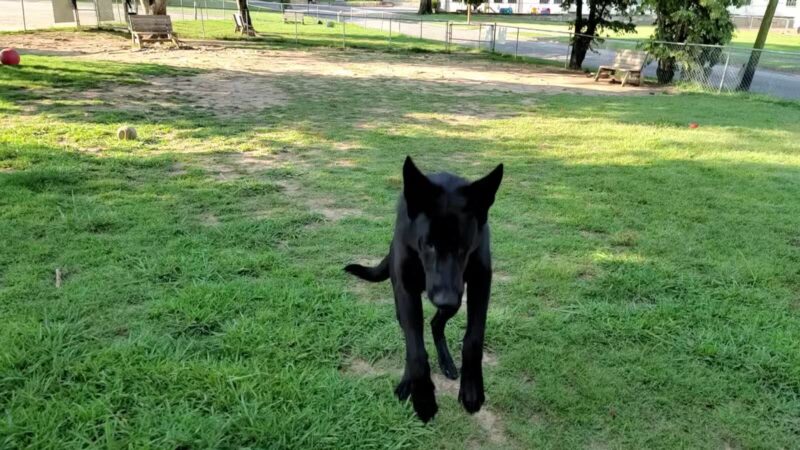 North Woof Community Dog Park - Florence, AL