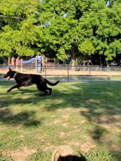 North Woof Community Dog Park - Florence, AL
