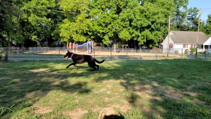 North Woof Community Dog Park - Florence, AL