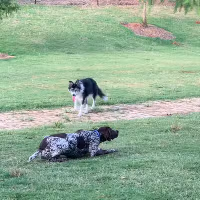 Lakeside Village Dog Park - Flower Mound, TX