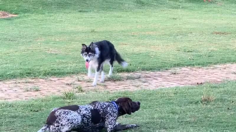 Lakeside Village Dog Park - Flower Mound, TX