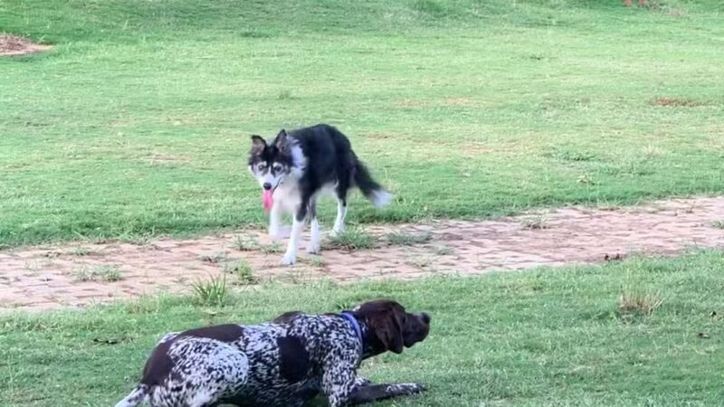 Lakeside Village Dog Park - Flower Mound, TX