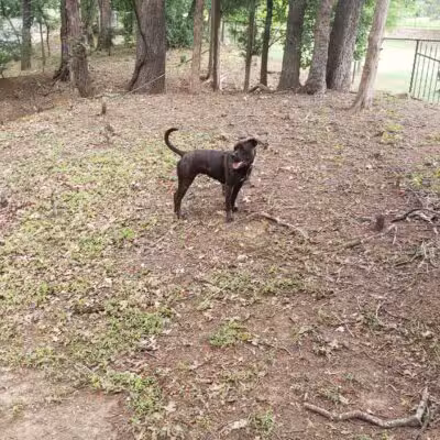 Lakeside Village Dog Park - Flower Mound, TX