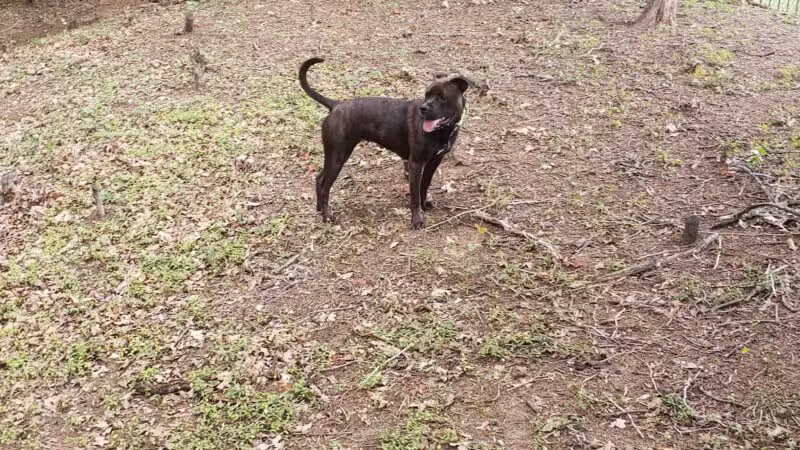 Lakeside Village Dog Park - Flower Mound, TX