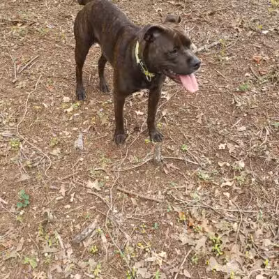Lakeside Village Dog Park - Flower Mound, TX