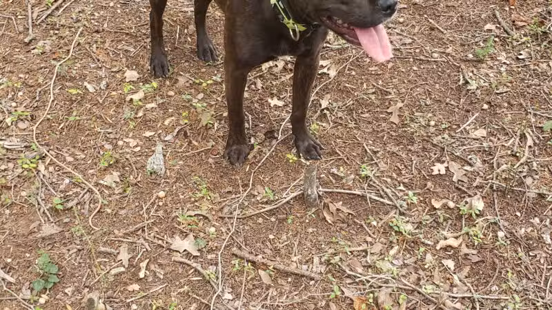 Lakeside Village Dog Park - Flower Mound, TX