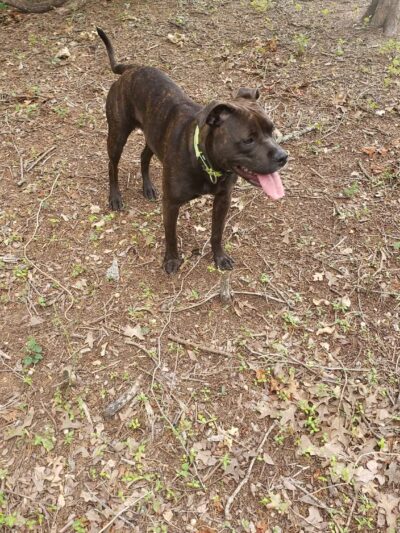 Lakeside Village Dog Park - Flower Mound, TX