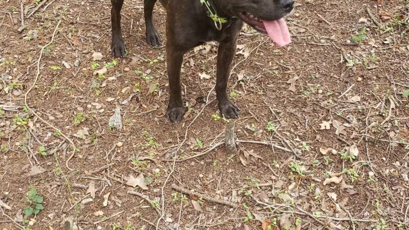 Lakeside Village Dog Park - Flower Mound, TX