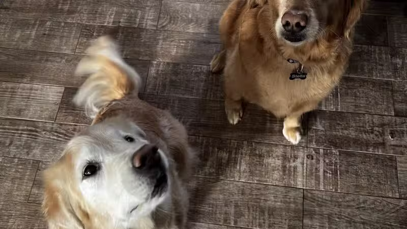 4 Paws Spa and Training Center - Forest Hill, MD