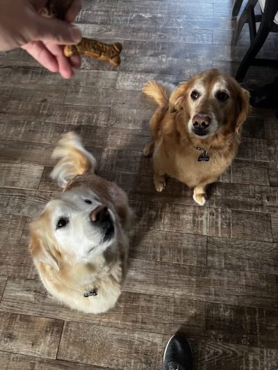 4 Paws Spa and Training Center - Forest Hill, MD