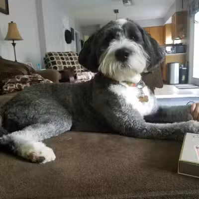 4 Paws Spa and Training Center - Forest Hill, MD
