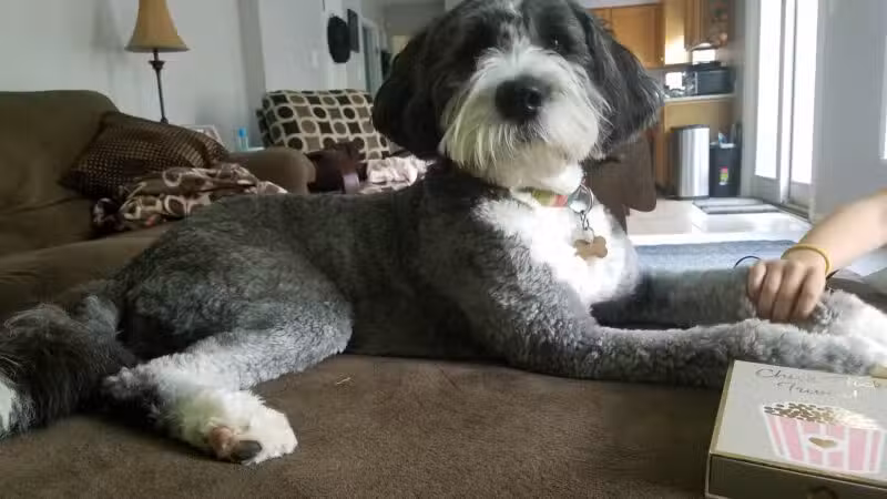4 Paws Spa and Training Center - Forest Hill, MD