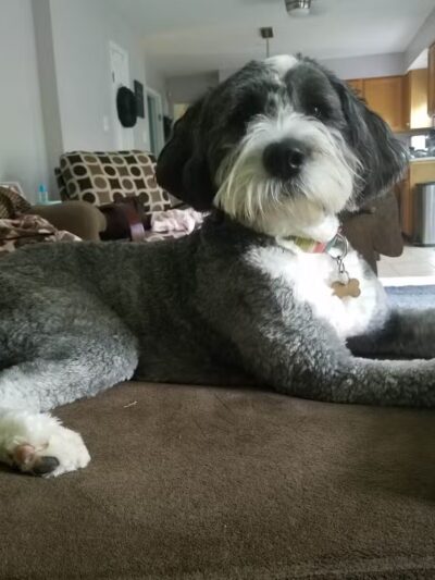 4 Paws Spa and Training Center - Forest Hill, MD