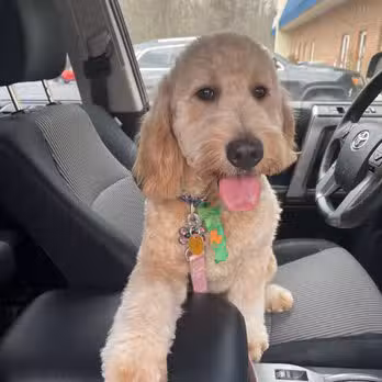 4 Paws Spa and Training Center - Forest Hill, MD