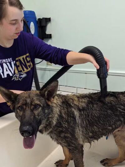 4 Paws Spa and Training Center - Forest Hill, MD