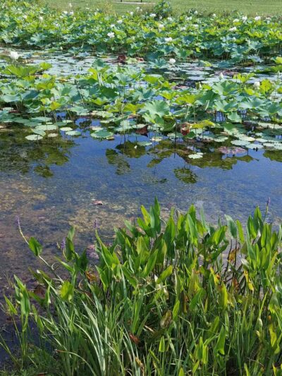 Friends Community Park - Forest Hill, MD