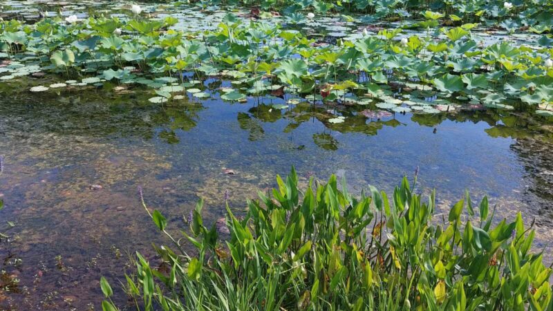 Friends Community Park - Forest Hill, MD
