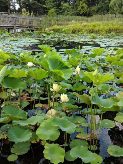 Friends Community Park - Forest Hill, MD