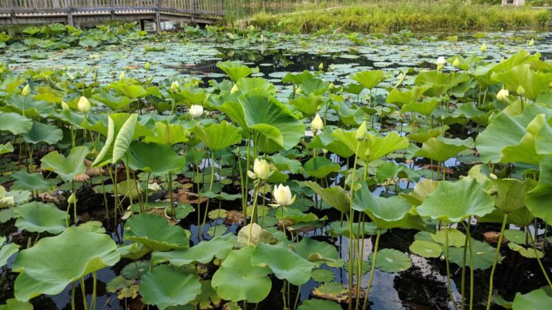 Friends Community Park - Forest Hill, MD