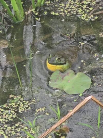Friends Community Park - Forest Hill, MD