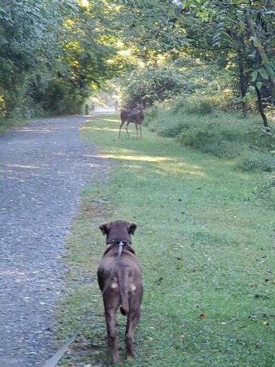 Ma & Pa Heritage Trail (Forest Hill section) - Forest Hill, MD