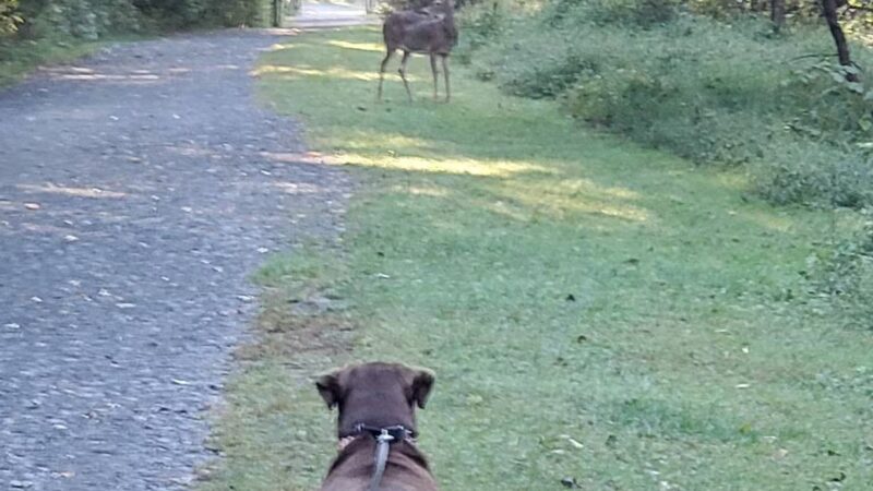 Ma & Pa Heritage Trail (Forest Hill section) - Forest Hill, MD
