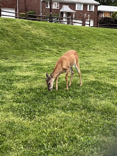 Inwood Terrace Park - Fort Lee, NJ