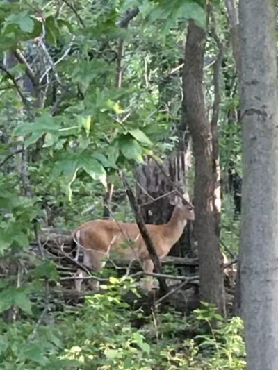 Linwood Park, Palisades Interstate Park - Fort Lee, NJ
