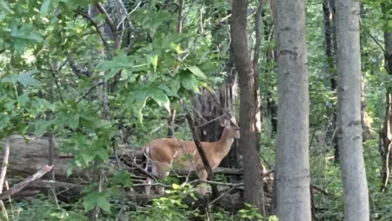 Linwood Park, Palisades Interstate Park - Fort Lee, NJ
