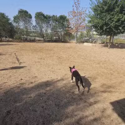 Calhound Dog Park - Fort Worth, TX