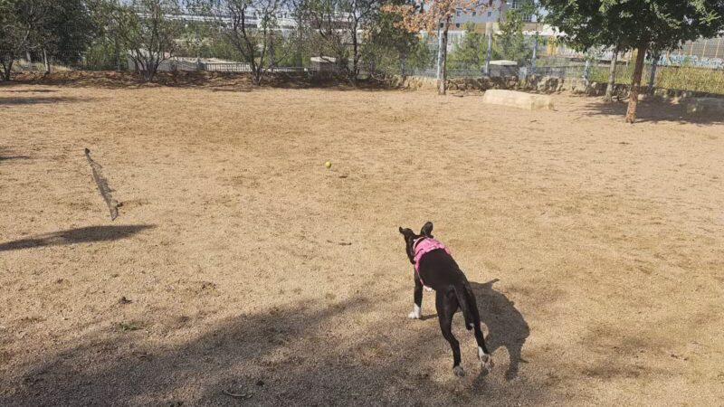 Calhound Dog Park - Fort Worth, TX
