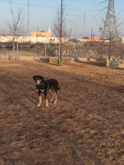 Calhound Dog Park - Fort Worth, TX