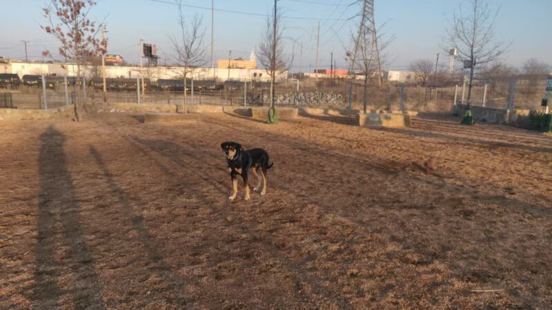 Calhound Dog Park - Fort Worth, TX