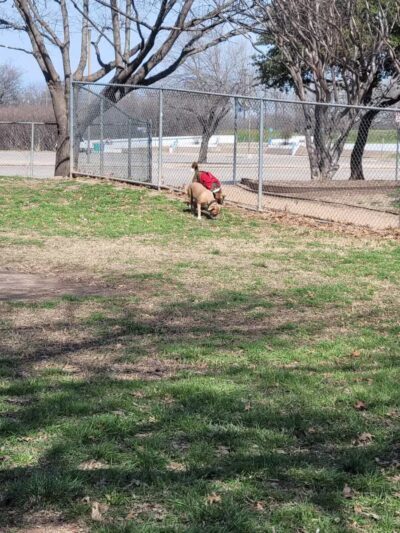 Ft. Woof Dog Park - Fort Worth, TX