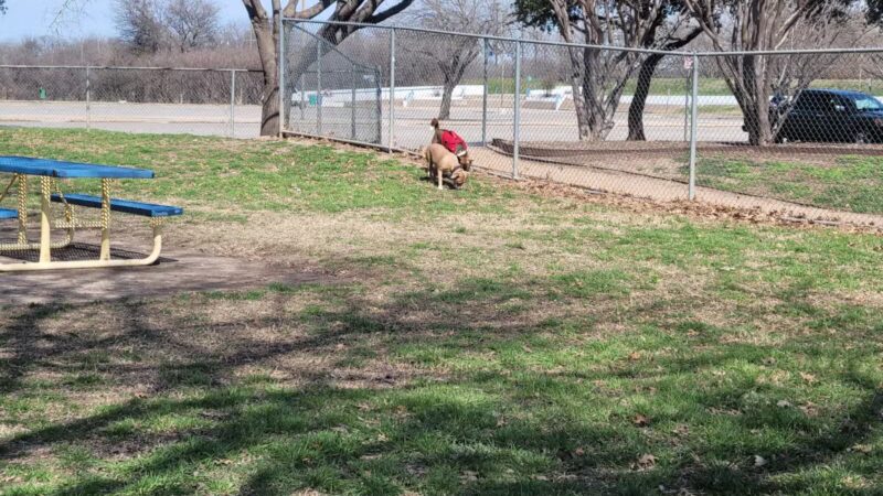 Ft. Woof Dog Park - Fort Worth, TX