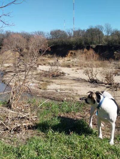 Ft. Woof Dog Park - Fort Worth, TX