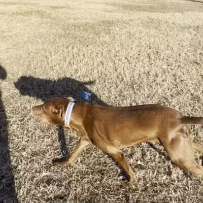 Ft. Woof Dog Park - Fort Worth, TX