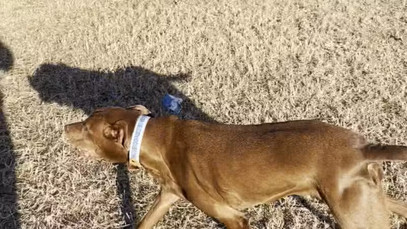 Ft. Woof Dog Park - Fort Worth, TX