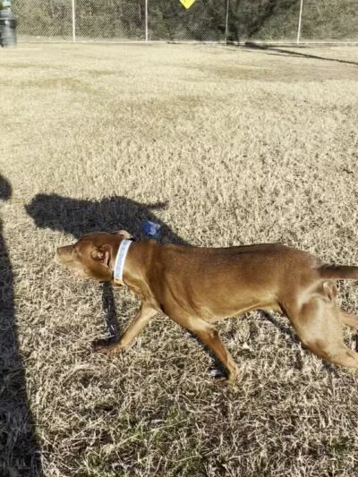 Ft. Woof Dog Park - Fort Worth, TX