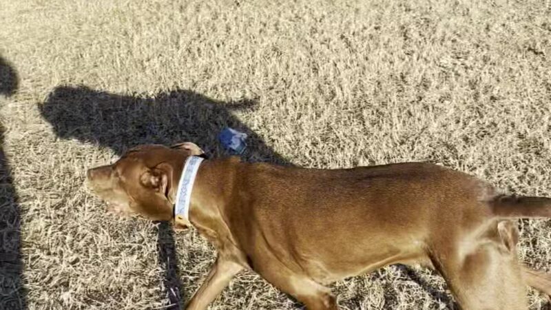 Ft. Woof Dog Park - Fort Worth, TX