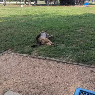 Ft. Woof Dog Park - Fort Worth, TX
