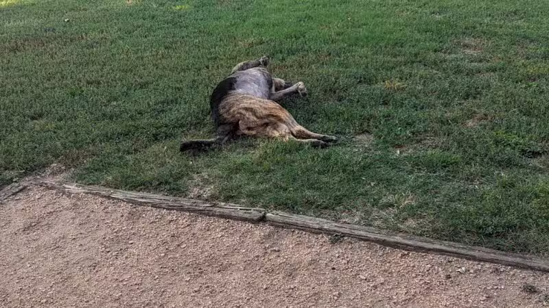 Ft. Woof Dog Park - Fort Worth, TX